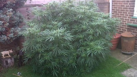 Cannabis PLant